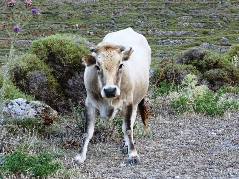 a cow in Mani