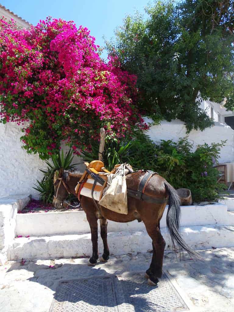 donkey in Hydra - things to do in Hydra