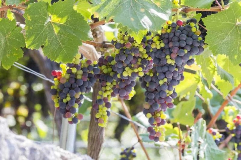 visit the wineries in Lefkada