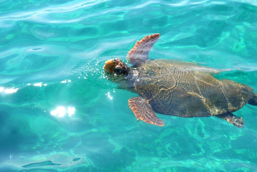 turtles in Zante - snorkeling on the Grek islands