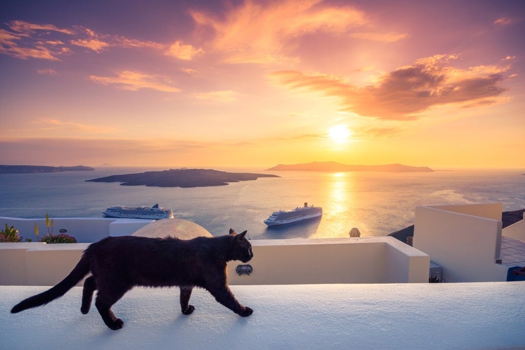 black cat - Greek superstition