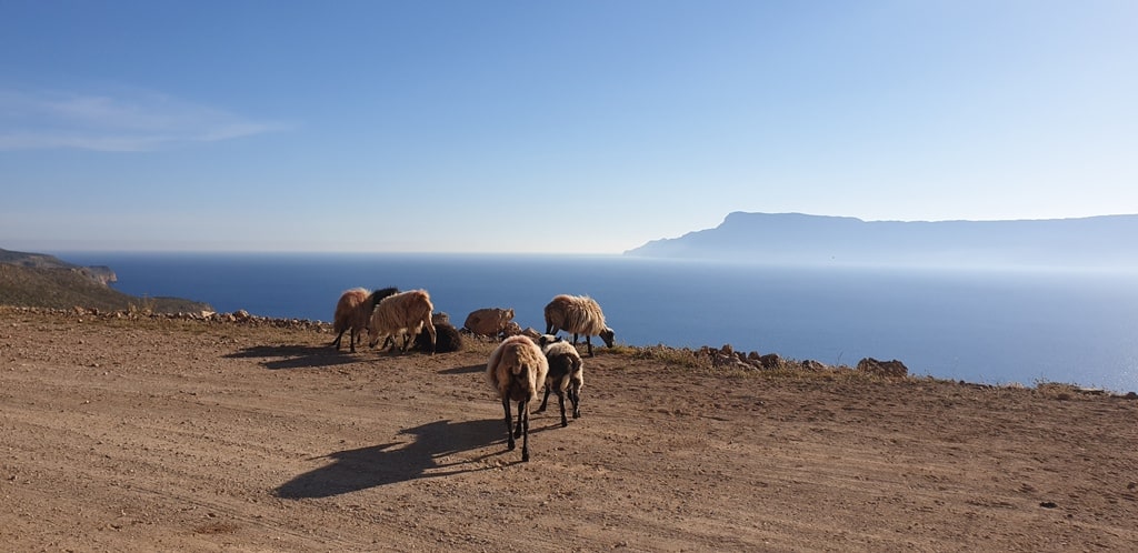 goats on the road to Balos Beach