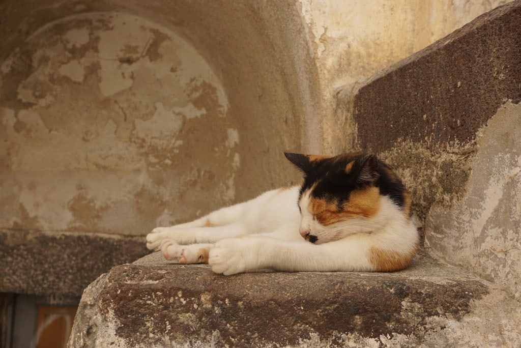 cat in Emporio Santorini